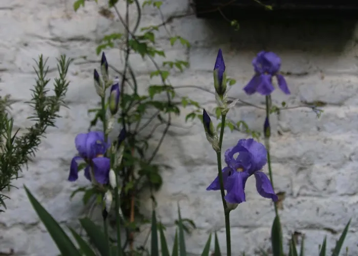 B&B Les Iris