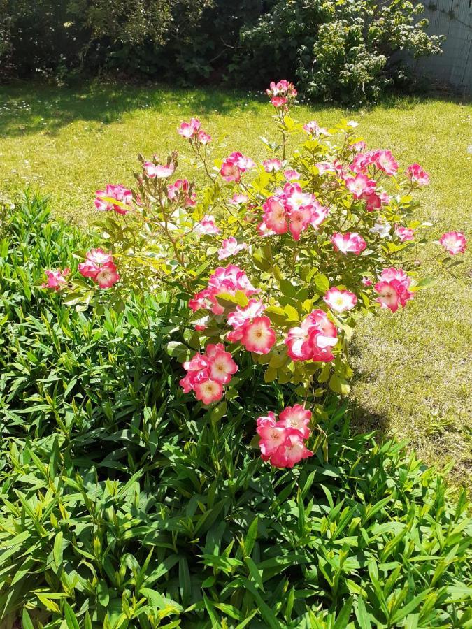 Belle Dans Un Quartier Calme Bed & Breakfast Brussels