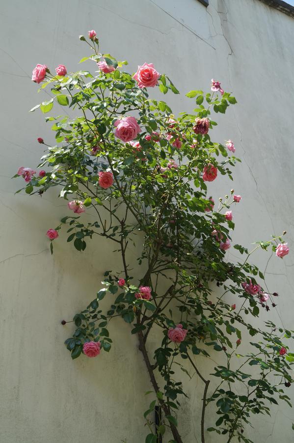 Bed & Breakfast Botanique *