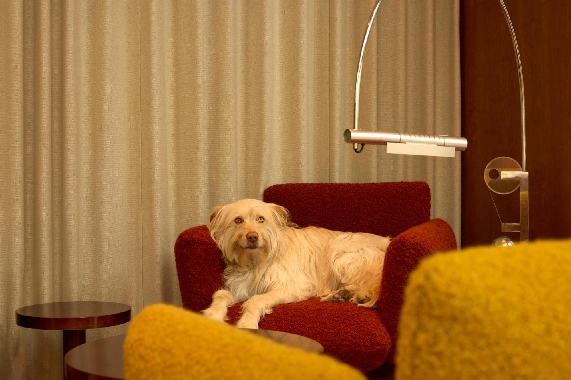 The Standard, Bruxelles